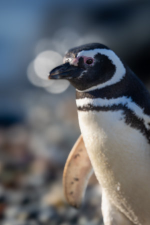 Close-up of Magellanic penguin with bokeh ballsの写真素材