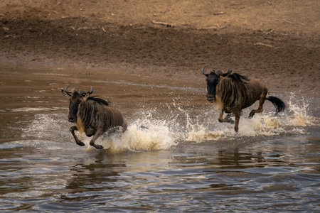 Two blue wildebeest gallop through shallow riverの写真素材