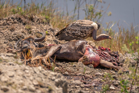 White-backed vulture with dead wildebeest on riverbankの写真素材