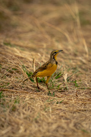 Yellow-throated longclaw stands on grass lifting beakの写真素材