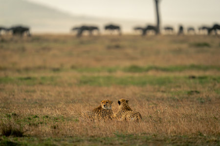 Two cheetahs lie on savannah near wildebeestの写真素材