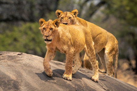 Two lions stand on kopje near treesの写真素材