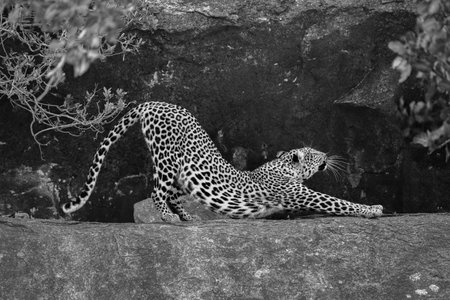 Mono leopard between bushes on rocky ledgeの写真素材