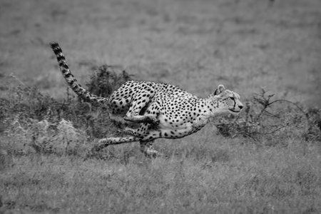 Mono female cheetah crosses puddles in savannahの写真素材