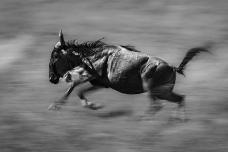 Mono slow pan of blue wildebeest gallopingの写真素材