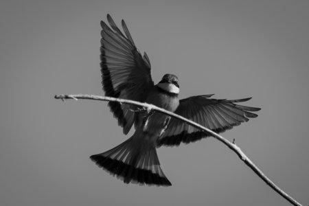 Mono little bee-eater touches down on branchの写真素材