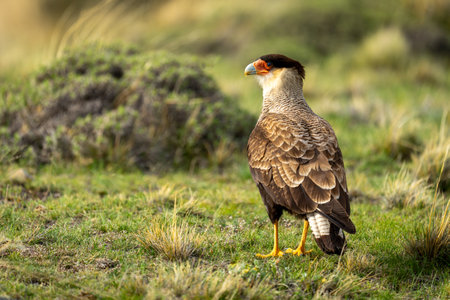 Crested caracara on short grass turning headの写真素材