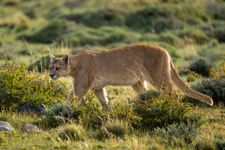 Female puma walks through bushes turning headの写真素材