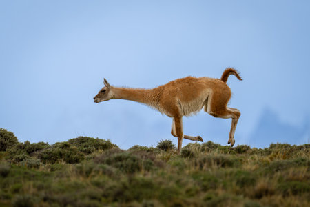 Guanaco gallops along ridge under cloudy skyの写真素材