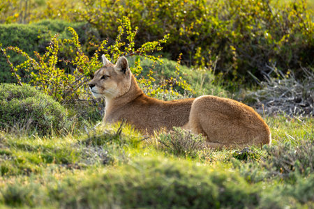 Female puma lies in bushes in scrublandの写真素材