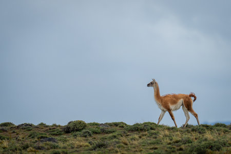 Guanaco crosses ridge silhouetted under cloudy skyの写真素材