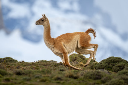 Guanaco sprints across ridge with mountains behindの写真素材