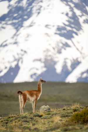 Guanaco stands in profile on grassy ridgeの写真素材