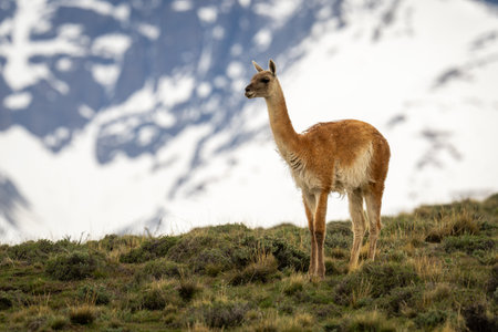 Guanaco stands on hill with mountain behindの写真素材
