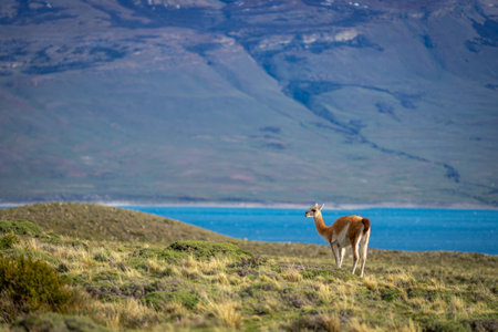 Guanaco stands on bushy grassland near lakeの写真素材