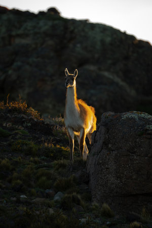 Guanaco stands lit by sunset among rocksの写真素材