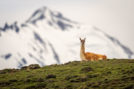 Guanaco stands silhouetted on horizon near mountainの写真素材