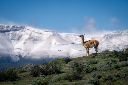 Guanaco standing on grassy ridge in profileの写真素材