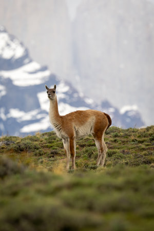 Guanaco standing on hilltop with mountain behindの写真素材