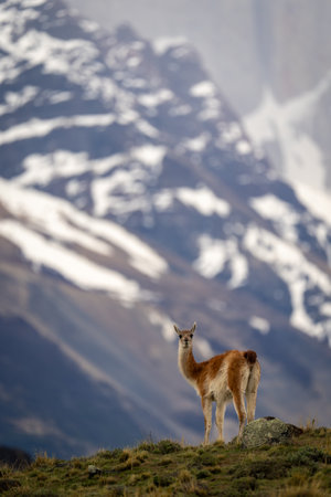 Guanaco stands on bushy hilltop looking roundの写真素材