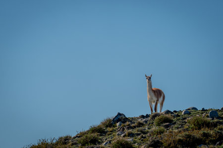 Guanaco stands on rocky mound watching cameraの写真素材