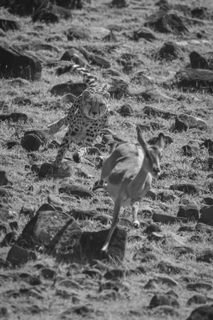 Mono cheetah chases impala down rocky slopeの写真素材