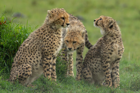 Three cheetah cubs on grass in rainの写真素材