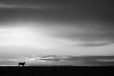 Mono common eland on horizon at sunsetの写真素材