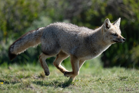 South American gray fox running past bushesの写真素材