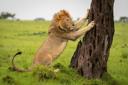 Male lion sits with paws on treeの写真素材
