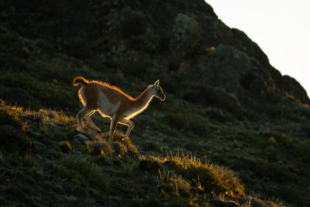 Guanaco walks down ridge backlit at sundownの写真素材