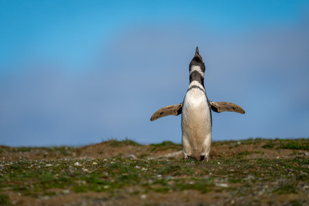 Magellanic penguin lifts head squawking in sunの写真素材