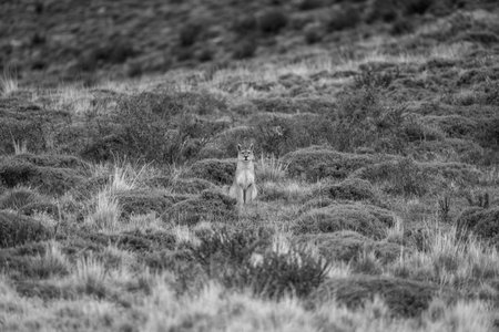 Mono puma staring at camera among bushesの写真素材