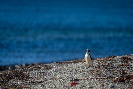 Magellanic penguin on shingle beach in sunshineの写真素材