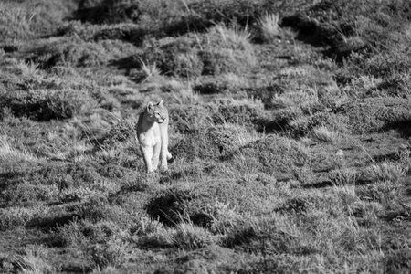 Mono puma stands in scrubland turning headの写真素材
