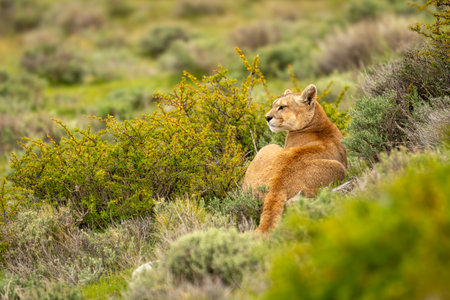 Puma lies in bushes on grassy hillsideの写真素材