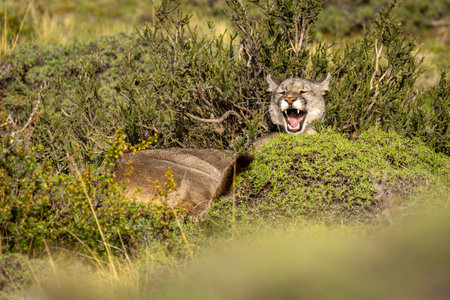 Puma lies in bush yawning in sunの写真素材