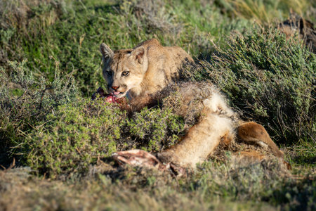 Puma lies beside guanaco kill with catchlightの写真素材