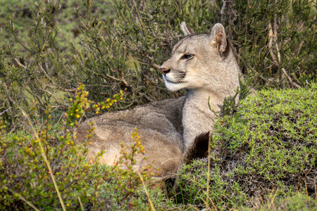 Puma lies in thick bushes looking roundの写真素材