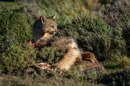 Puma lies crouched over kill in sunshineの写真素材