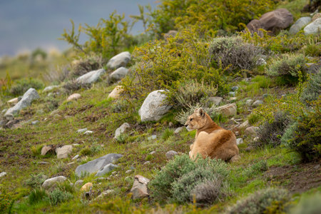 Puma lies on rocky hillside turning head