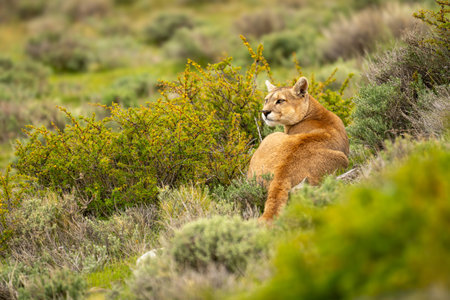 Puma lies in bushes looking over shoulderの写真素材