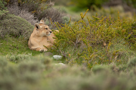 Puma lies between thick bushes turning headの写真素材