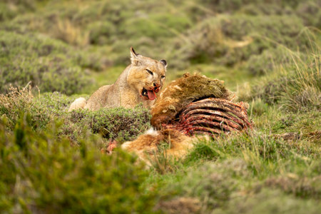 Puma lies with guanaco kill on hillsideの写真素材