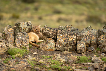 Puma lies looking over shoulder between rocksの写真素材