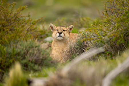 Puma lies in thick bushes sniffing airの写真素材