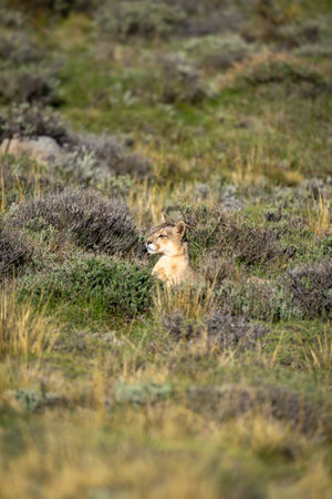 Puma lies scanning pre-Andean scrubland in sunshineの写真素材