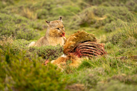 Puma lies pulling flesh from guanaco killの写真素材