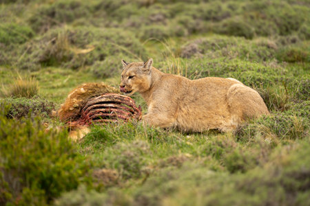 Puma lies licking lips beside guanaco carcaseの写真素材