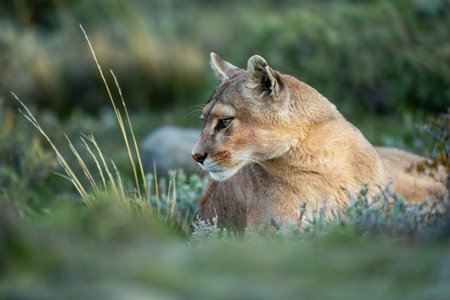 Puma lies with catchlight by long grassの写真素材